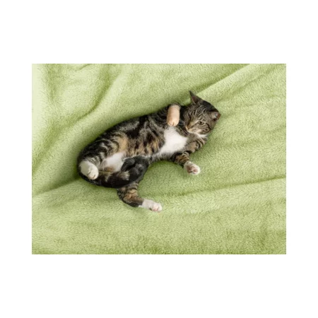 Snögg Thin Foam Bandage | Euterbandage, Zitzenverband | haftet nicht an Fell und Haut | 6,0 cm x 4,5 m