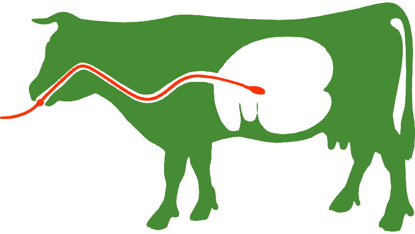 NuTaS Pansenleitung NuTaS Pansenleitung