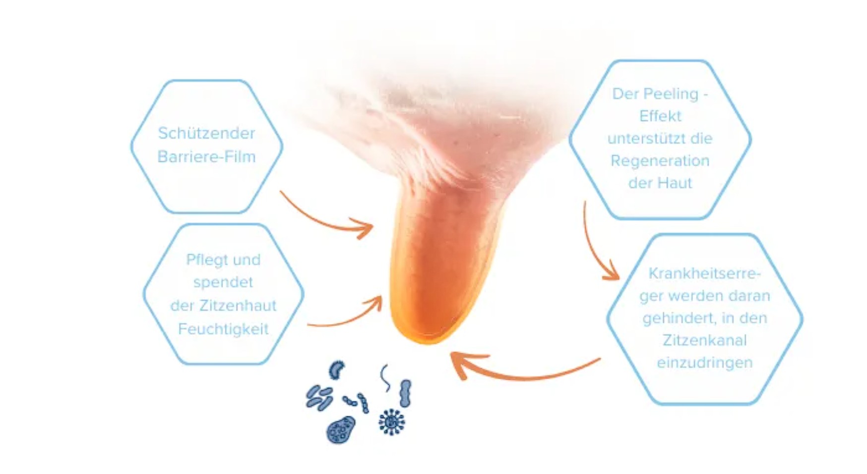 Wirkung Gold-Dip am Euter. Euter